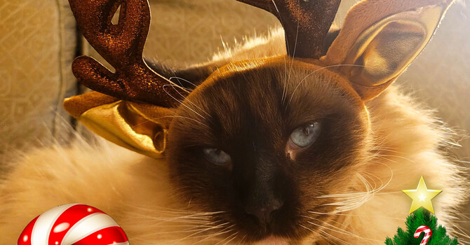  Happy Holidays from Sacred Patterns Acupuncture in Albuquerque, NM! 